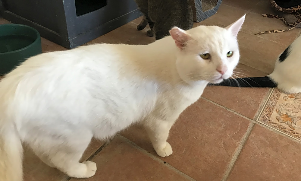These El Paso Based Cats Are Up For Adoption And In Need Of A Good