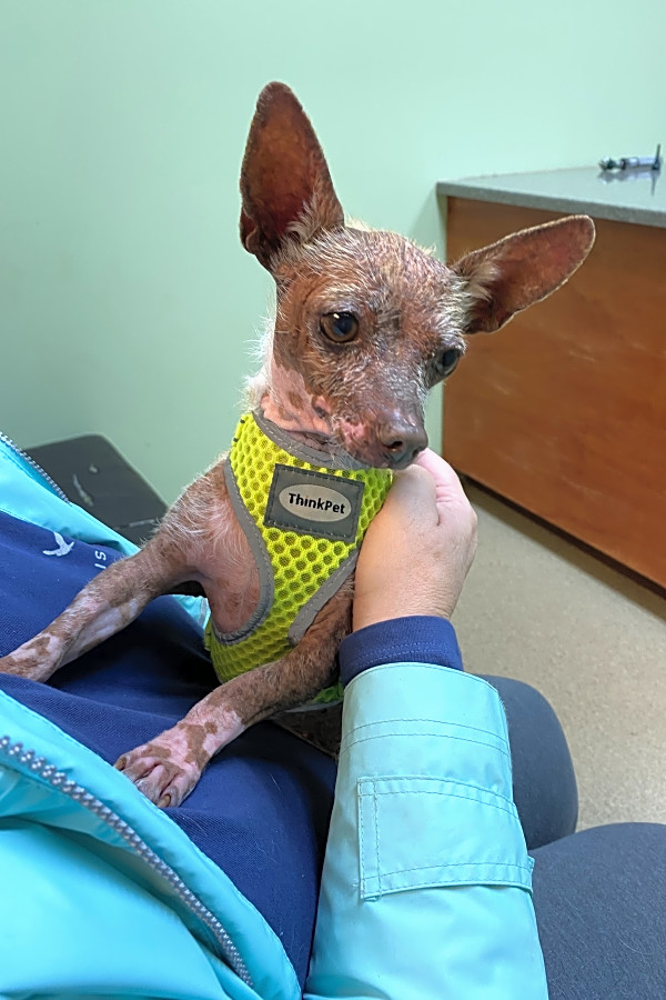 7 Delightful Doggies To Adopt Now In Raleigh Hoodline
