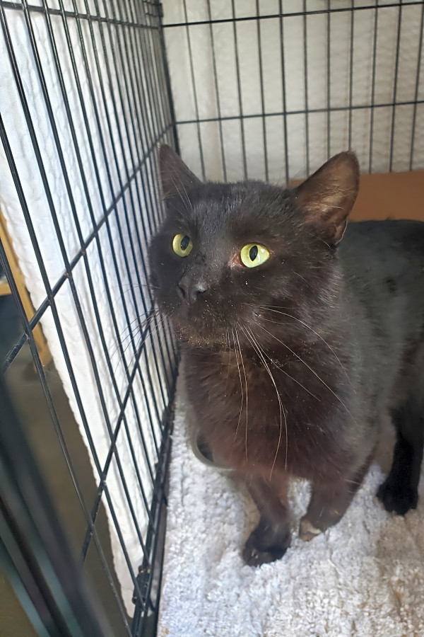 These Pittsburgh Based Felines Are Up For Adoption And In Need Of