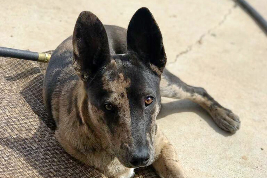 Dogs In Albuquerque Looking For Their Furr Ever Homes