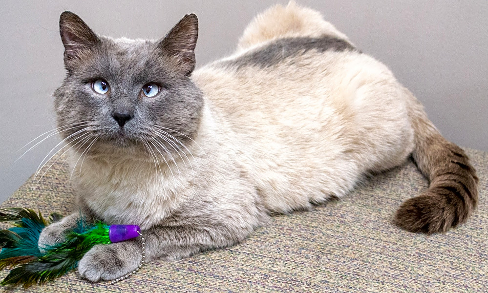 Want To Adopt A Pet Here Are 7 Lovable Kitties To Adopt Now In