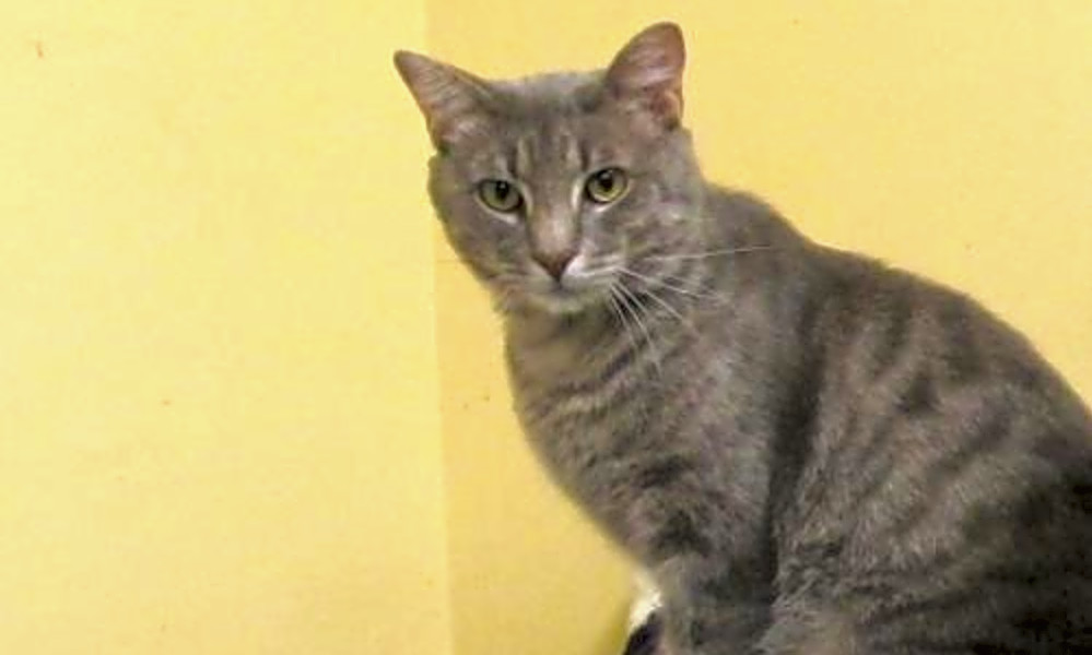Cats In Houston Looking For Their Fur Ever Homes