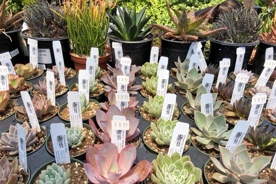 Berkeley plant nursery information