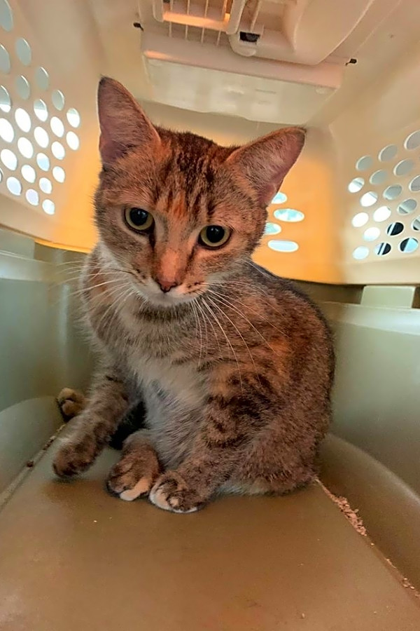 These Cleveland Based Felines Are Up For Adoption And In Need Of A