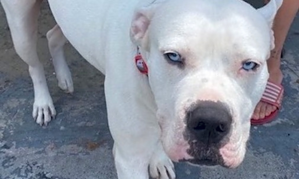 dogo argentino rescue near me