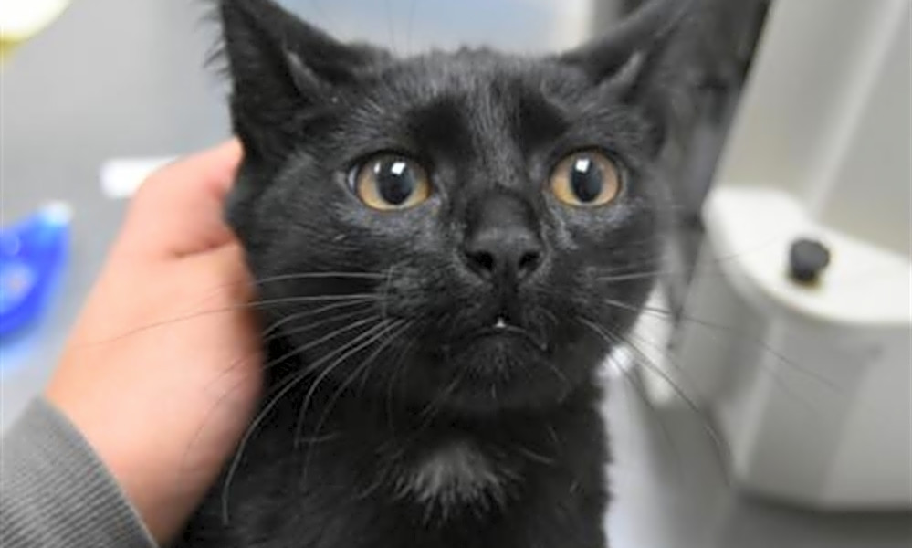 Looking To Adopt A Pet Here Are 6 Cuddly Kittens To Adopt Now In