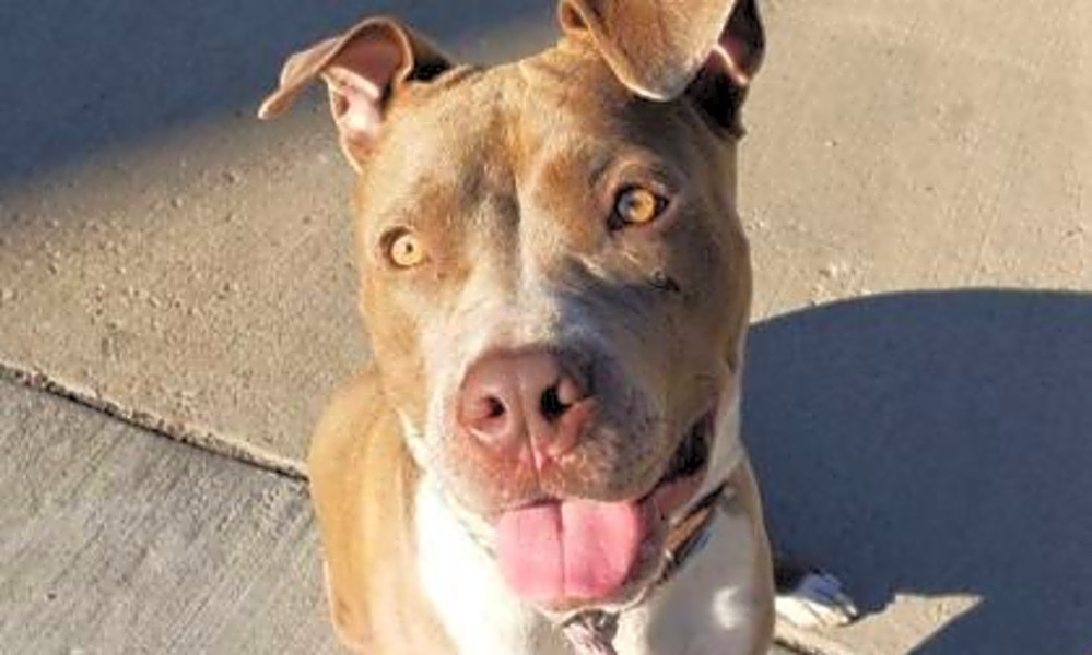 Always Wanted A Pet Here Are 6 Delightful Dogs To Adopt Now In