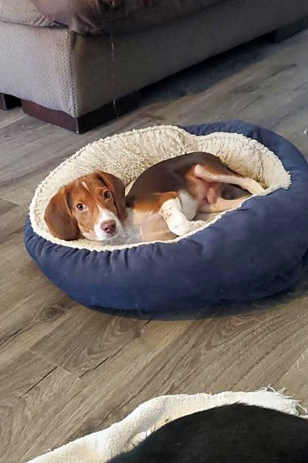These Raleigh Based Puppies Are Up For Adoption And In Need Of A
