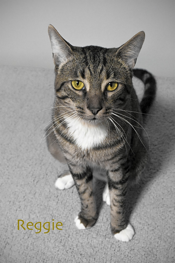 3 Cool Kitties To Adopt Now In Detroit