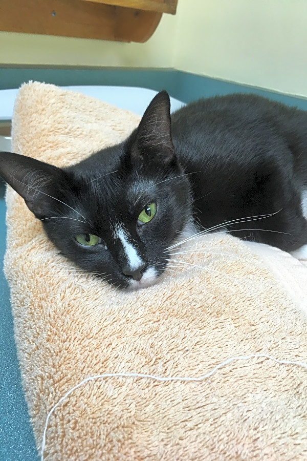 Cats In Minneapolis Looking For Their Fur Ever Homes Hoodline