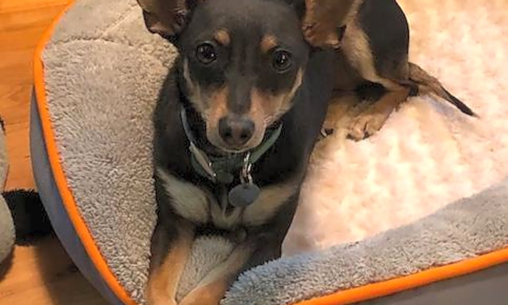 These Atlanta-based doggies are up for adoption and in ...