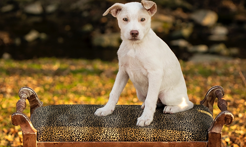 australian cattle dog lab mix puppies for sale