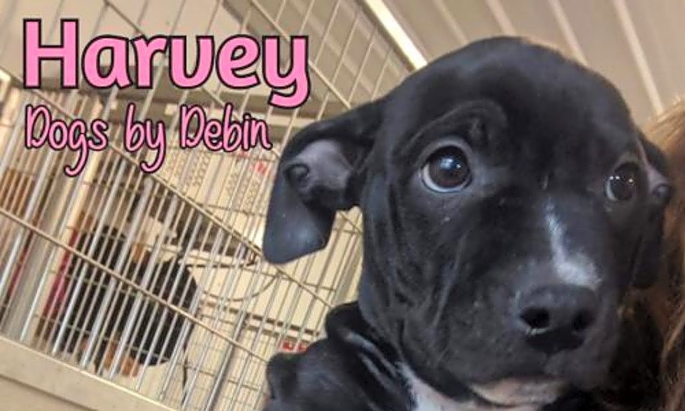 These Kansas City-based puppies are up for adoption and in ...