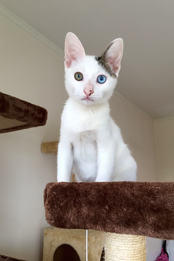 Looking To Adopt A Pet Here Are 3 Cuddly Kittens To Adopt Now In