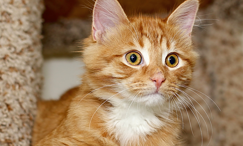 These Charlotte Based Kittens Are Up For Adoption And In Need Of A