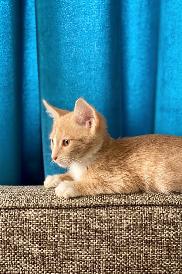 Want To Adopt A Pet Here Are 6 Cuddly Kittens To Adopt Now In Long A blog about cats and cats. here are 6 cuddly kittens to adopt now