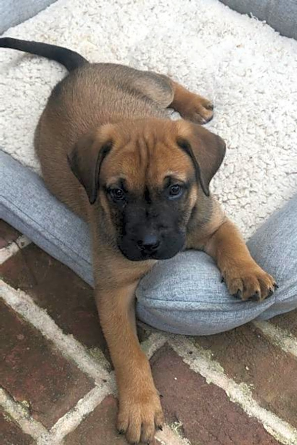 boxer mix for adoption