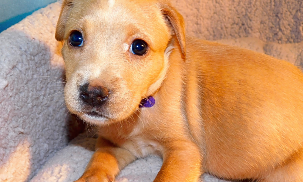 Looking To Adopt A Pet Here Are 6 Precious Puppies To Adopt Now In