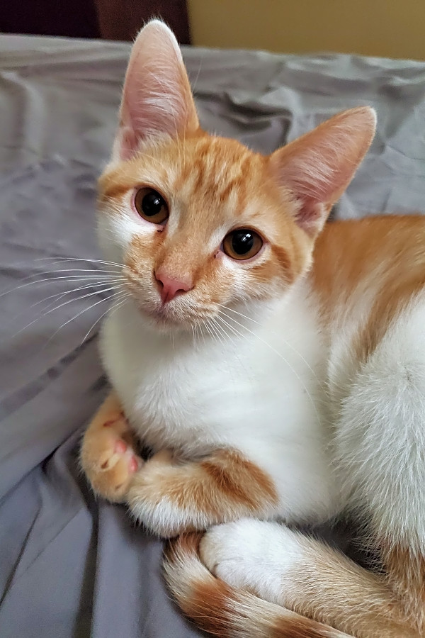 6 Furry Felines To Adopt Now In St Louis Hoodline