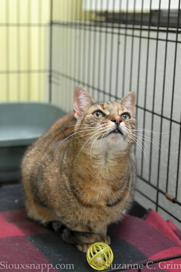 7 Cool Kitties To Adopt Now In New Orleans Hoodline