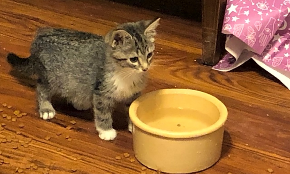 These Cincinnati Based Kittens Are Up For Adoption And In Need Of