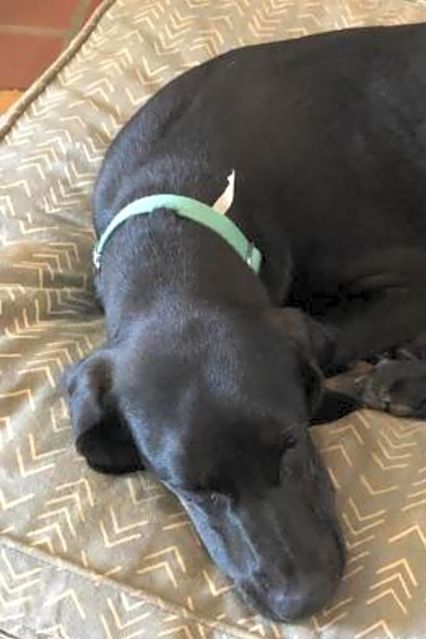 Plott hound black lab mix deals