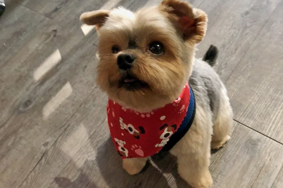 Bella woof spa sale