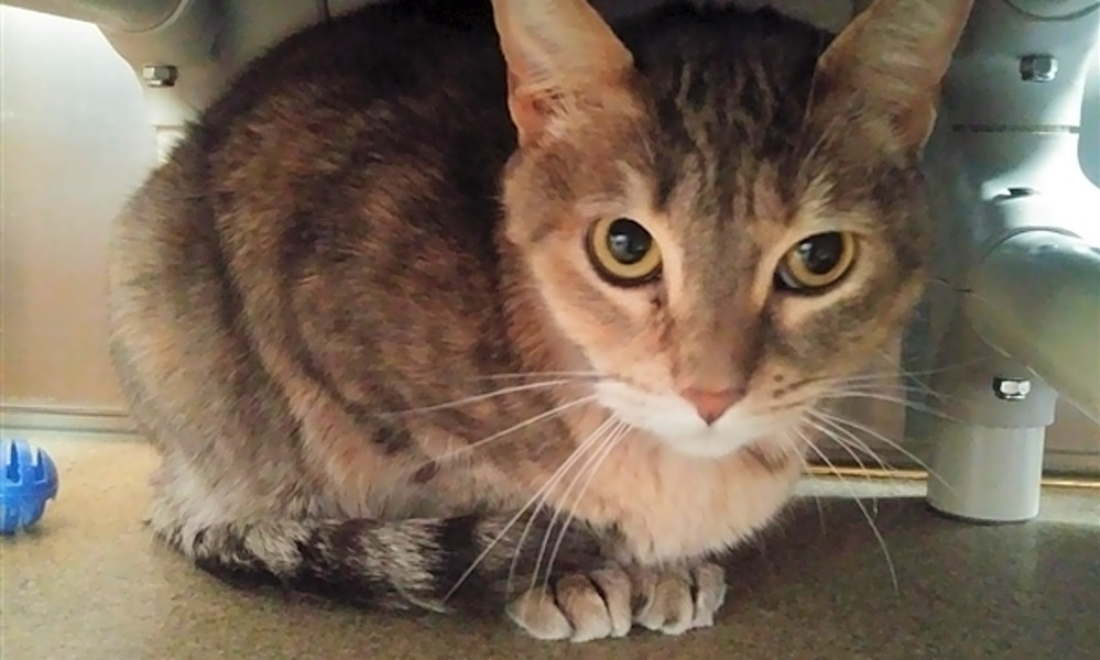 Cats in Riverside looking for their furever homes