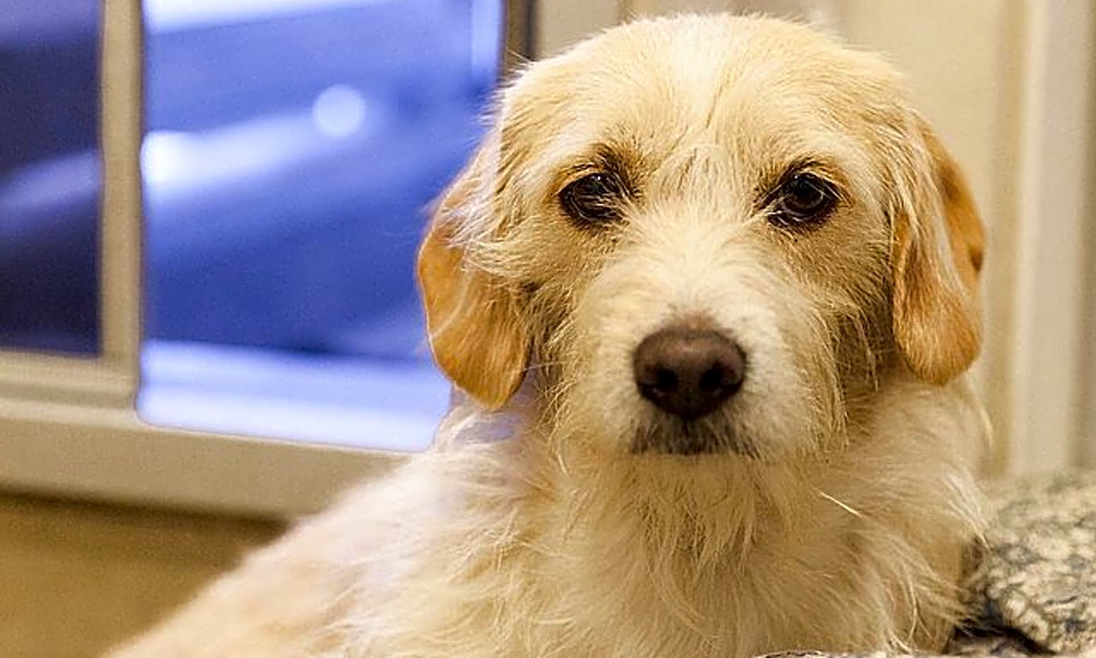 cocker spaniel and terrier mix