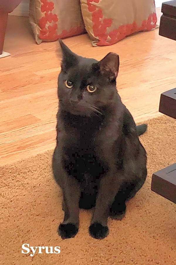 These Mesa Based Kitties Are Up For Adoption And In Need Of A Good