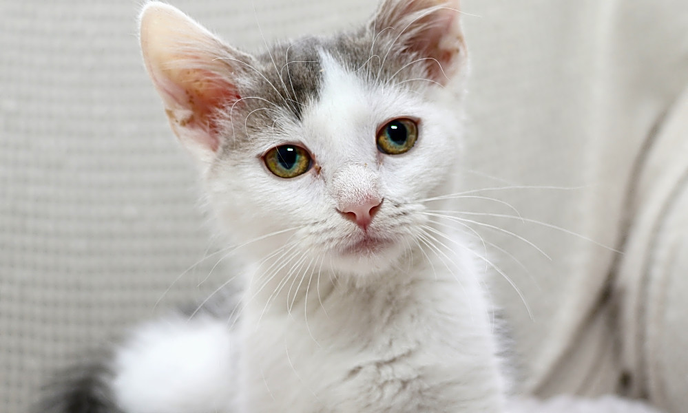 These Charlotte Based Kittens Are Up For Adoption And In Need Of A Good Home Hoodline
