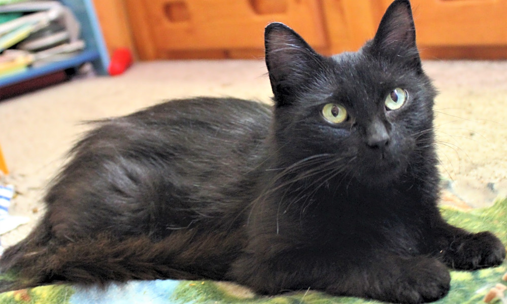 Want To Adopt A Pet Here Are 6 Cute Kitties To Adopt Now In