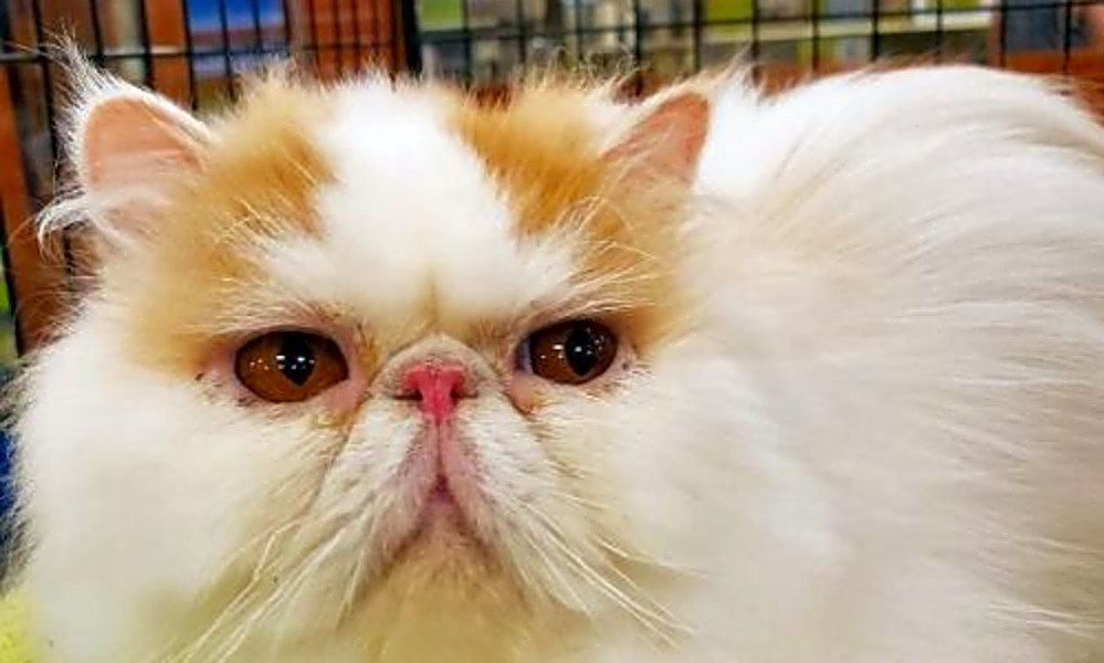 Looking To Adopt A Pet Here Are 6 Furry Felines To Adopt Now In
