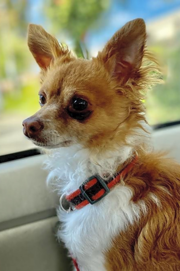 San Francisco Based Doggies Up For Adoption