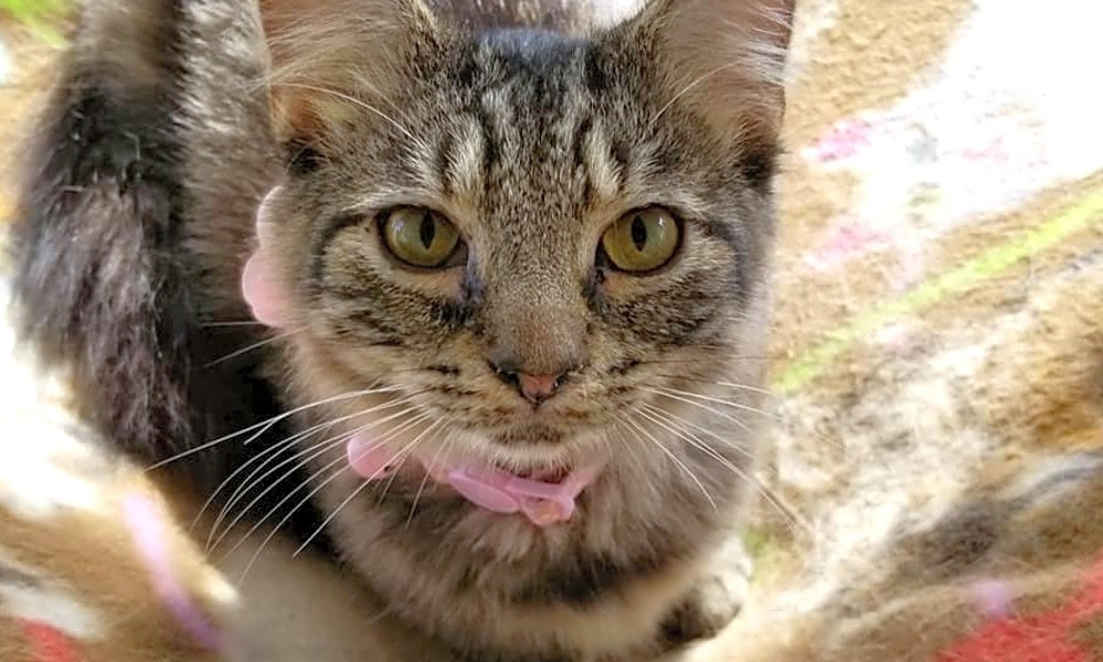 4 cuteascanbe kittens to adopt now in Pittsburgh