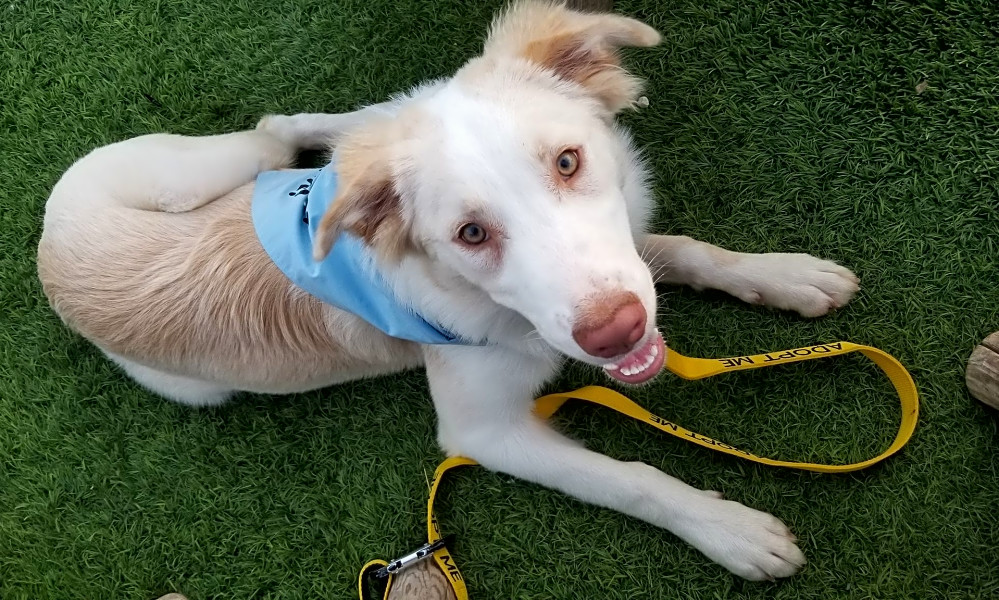 These Oklahoma Citybased puppies are up for adoption and in need of a