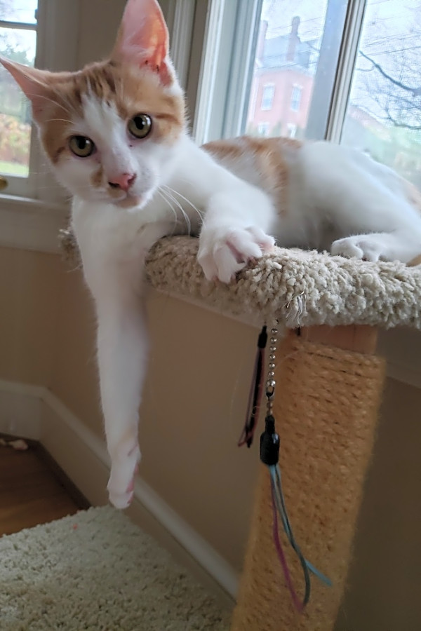 kittens to good home