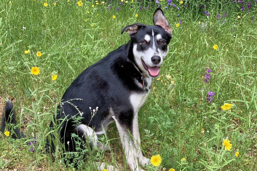 These dogs in San Jose are looking for their furrever homes