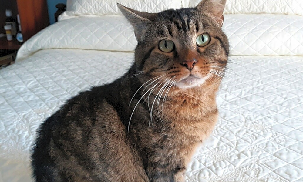 5 Charming Cats To Adopt Now In Indianapolis Hoodline
