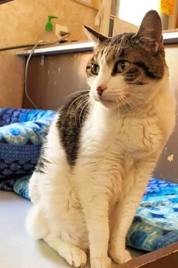 These Colorado Springs Based Felines Are Up For Adoption And In