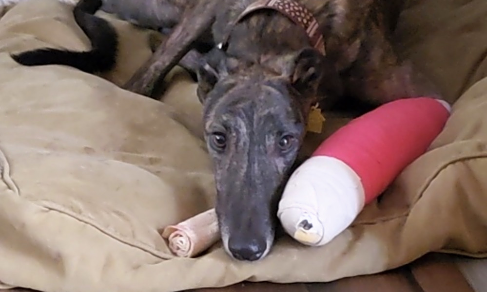 Want To Adopt A Pet Here Are 4 Cuddly Canines To Adopt Now In