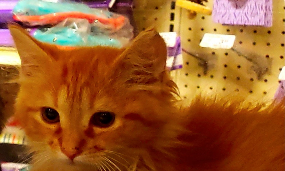 7 Cuddly Kittens To Adopt Now In New York City Hoodline