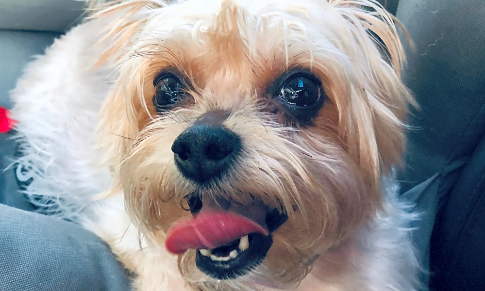 These Houston Based Canines Are Up For Adoption And In Need Of A Good Home
