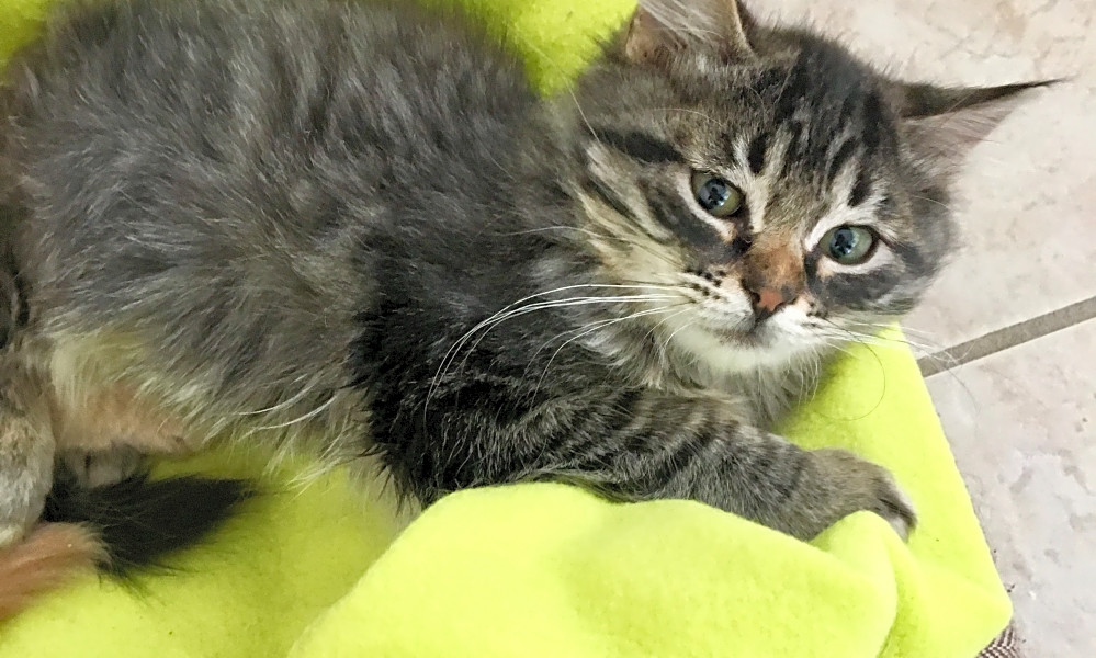 Want To Adopt A Pet Here Are 7 Cute As Can Be Kittens To Adopt
