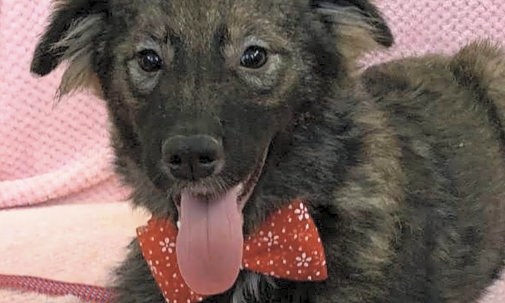 These San Jose-based puppies are up for adoption and in ...
