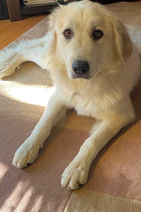 6 Lovable Pups To Adopt Now In Indianapolis Hoodline