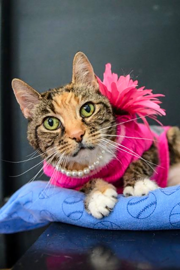 Want To Adopt A Pet Here Are 6 Cute Kitties To Adopt Now In New