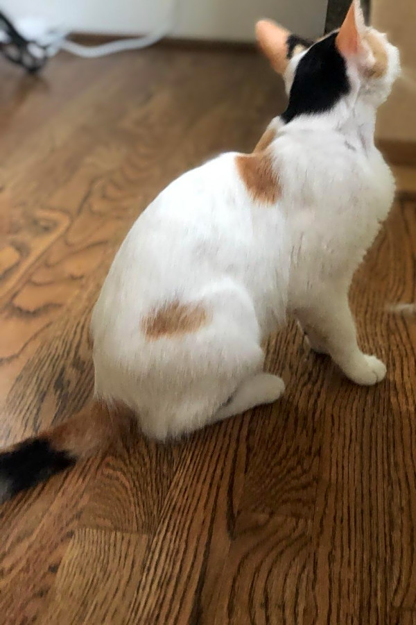These Houston Based Felines Are Up For Adoption And In Need Of A