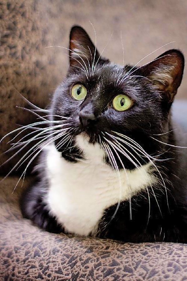Cats In Milwaukee Looking For Their Fur Ever Homes Hoodline