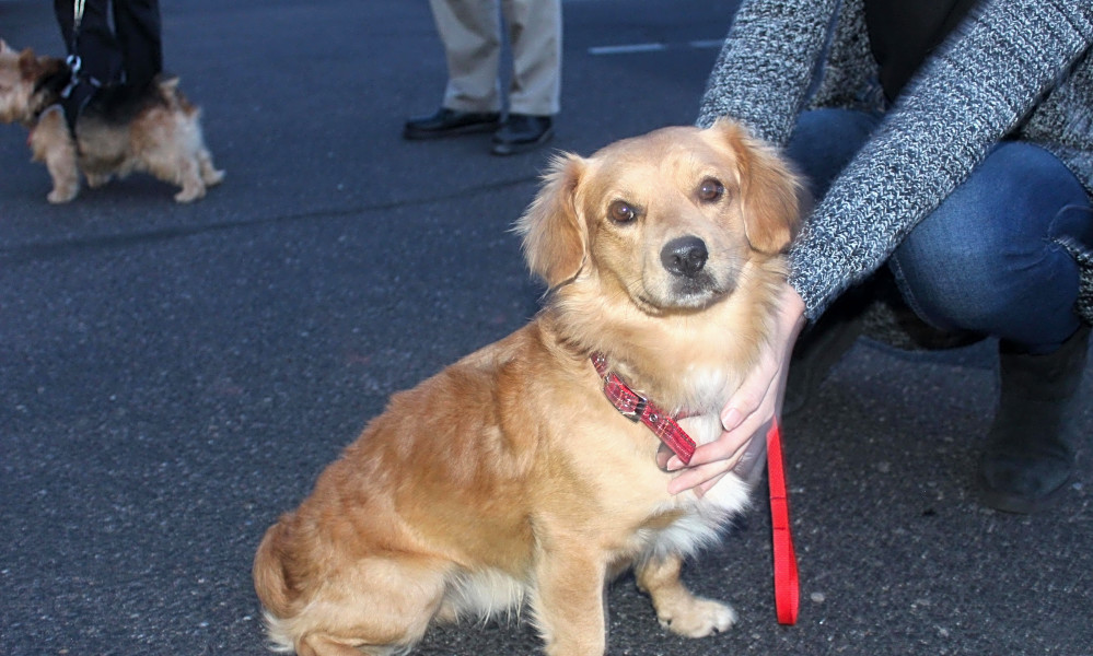 Looking To Adopt A Pet Here Are 7 Delightful Doggies To Adopt Now In